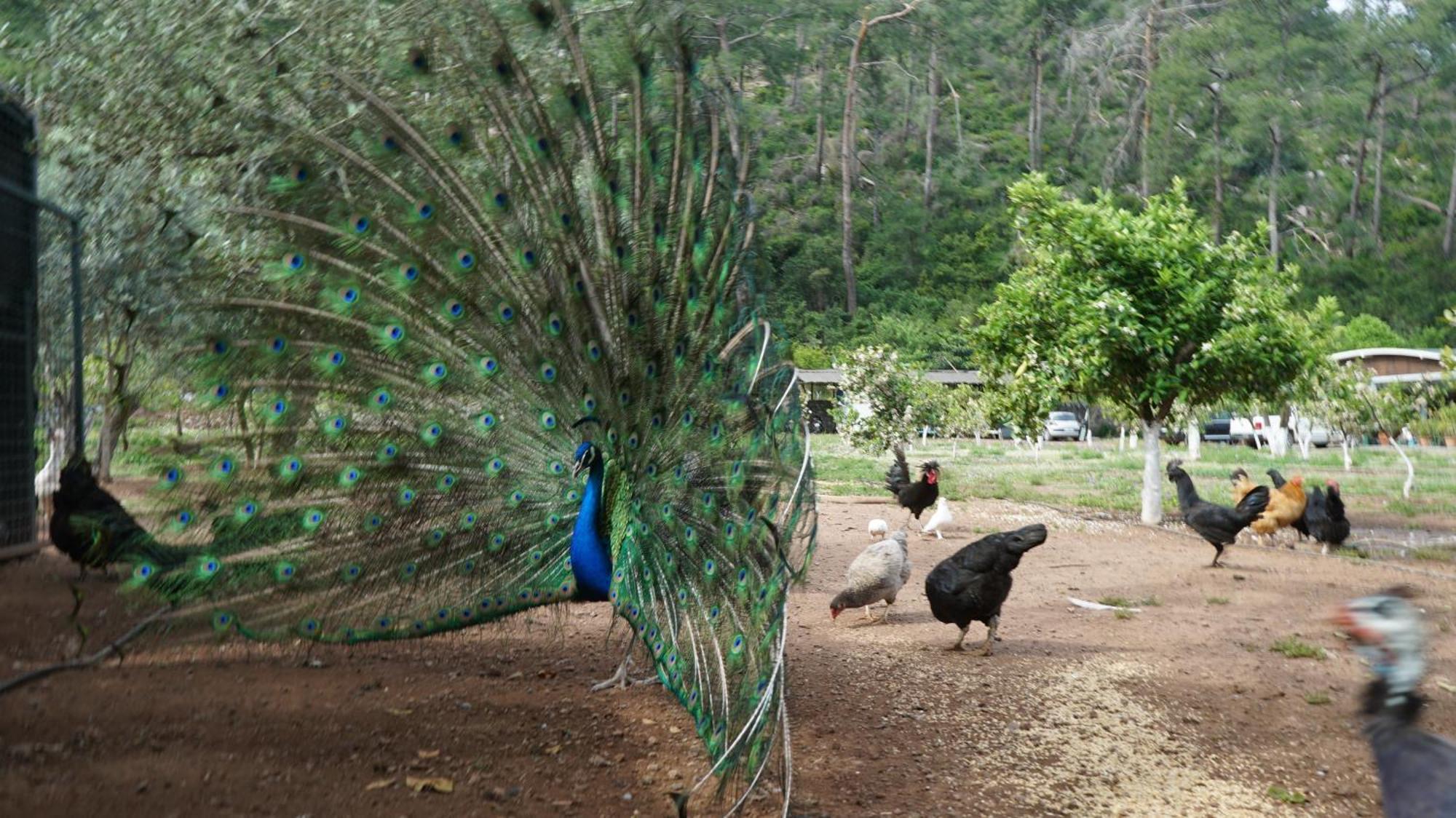 Doga Ciftlik Konaklama Μαρμαρίς Εξωτερικό φωτογραφία